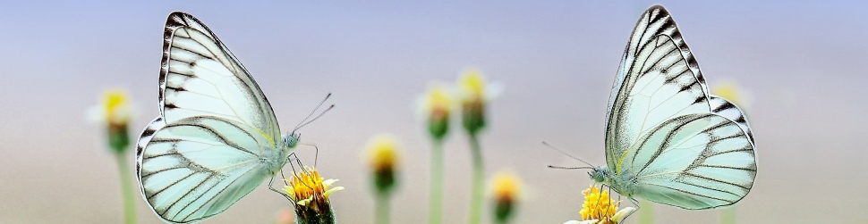 Plastic surgery advertise portal Latvia